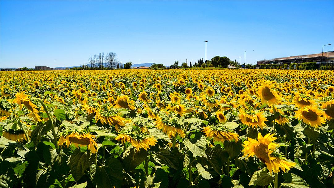 葵花2.jpg