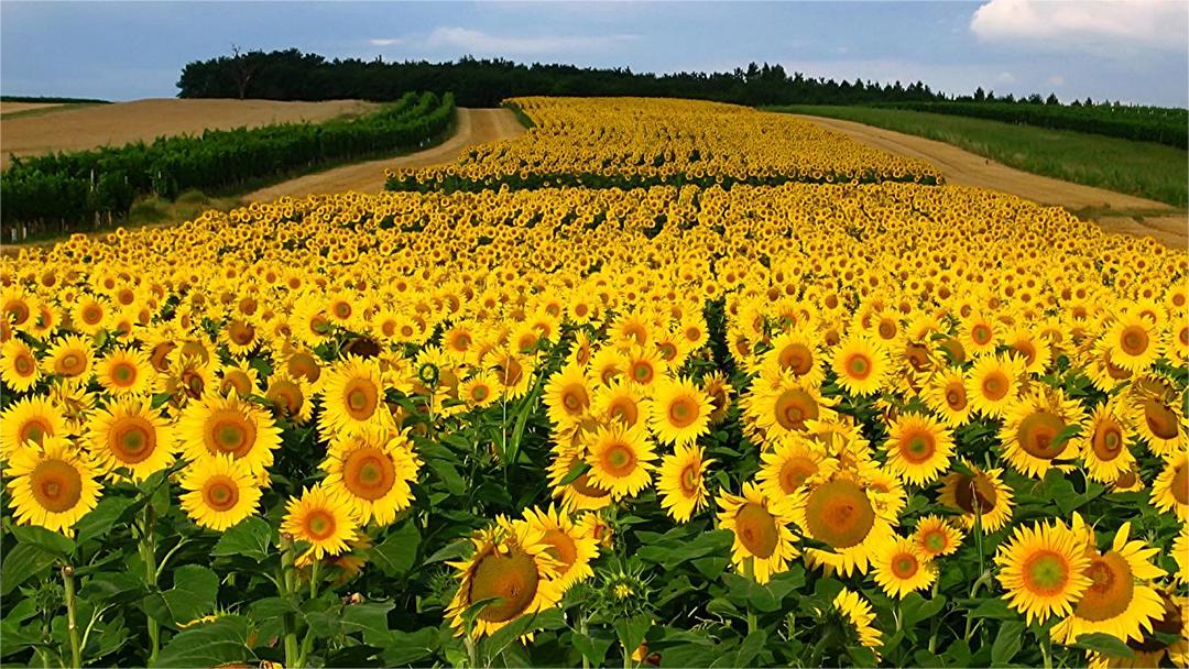 葵花3.jpg
